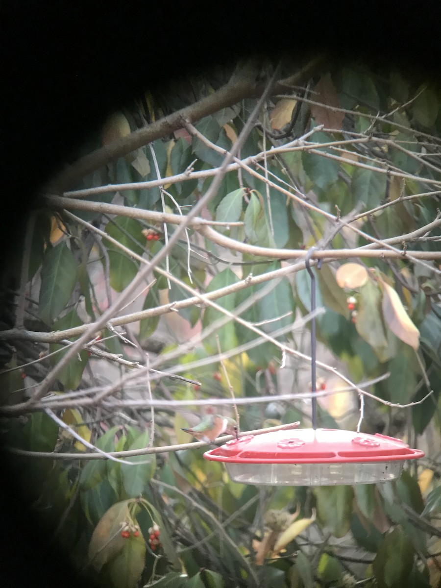 Allen's Hummingbird - ML396127601