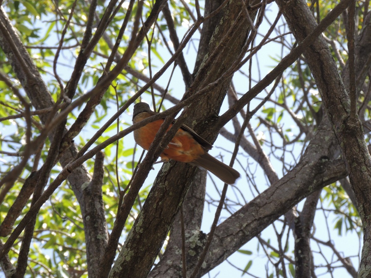 Rufous-bellied Thrush - ML396129491