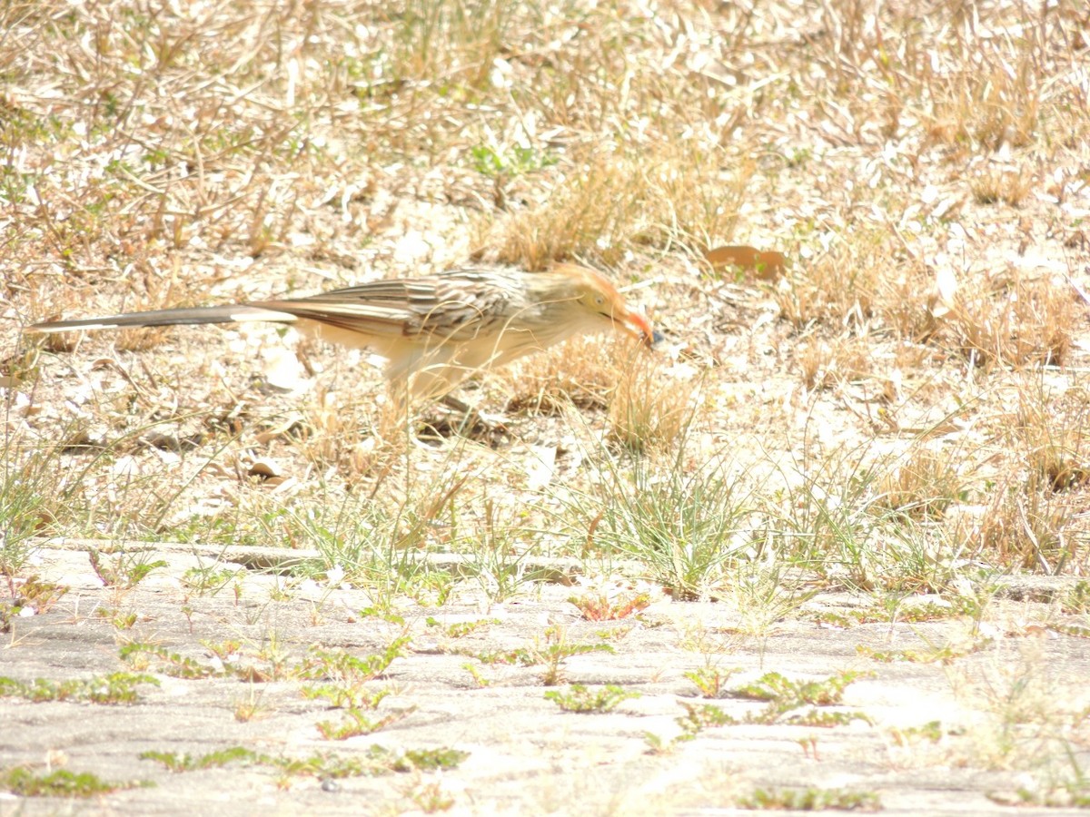 Guira Cuckoo - ML396131821