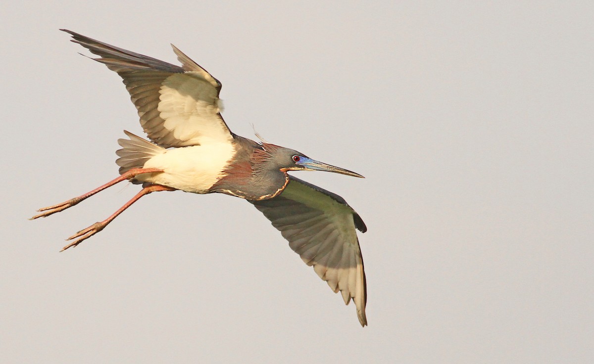 Tricolored Heron - ML39613291