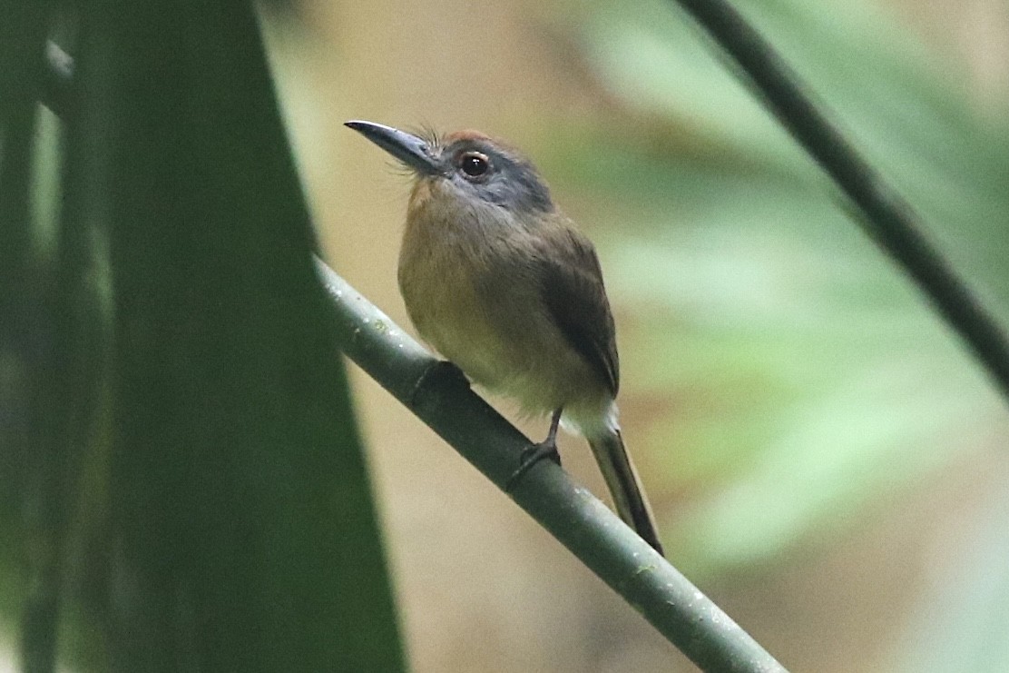 Gray-cheeked Nunlet - Lisa Carol Wolf