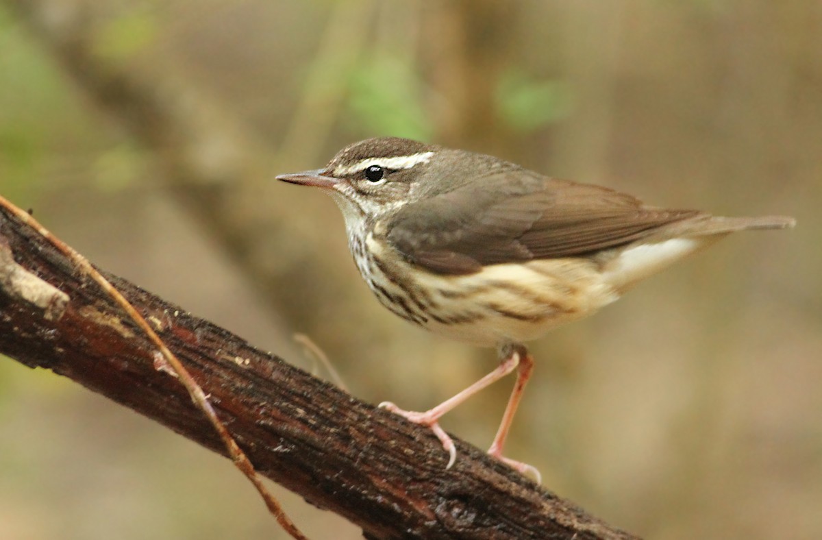 Louisiana Waterthrush - ML39613411