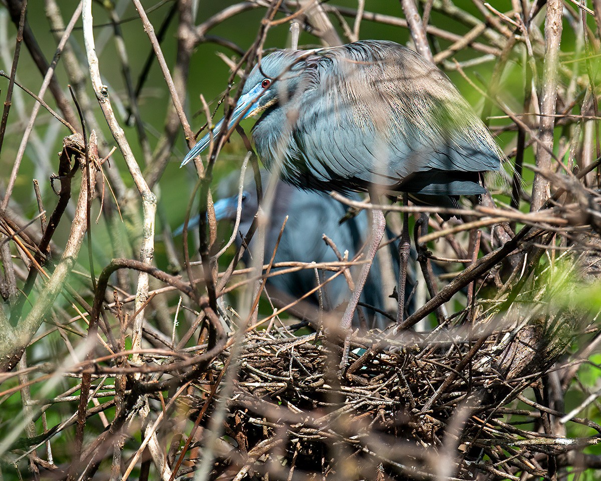 サンショクサギ - ML396134741