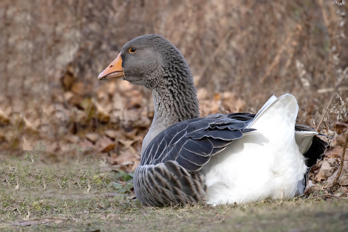 Graylag Goose (Domestic type) - ML396135041