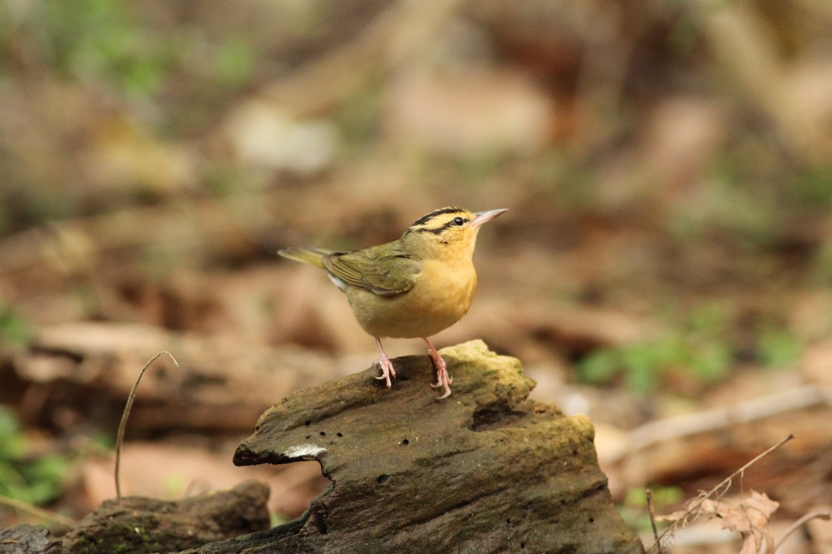 Worm-eating Warbler - ML39613521