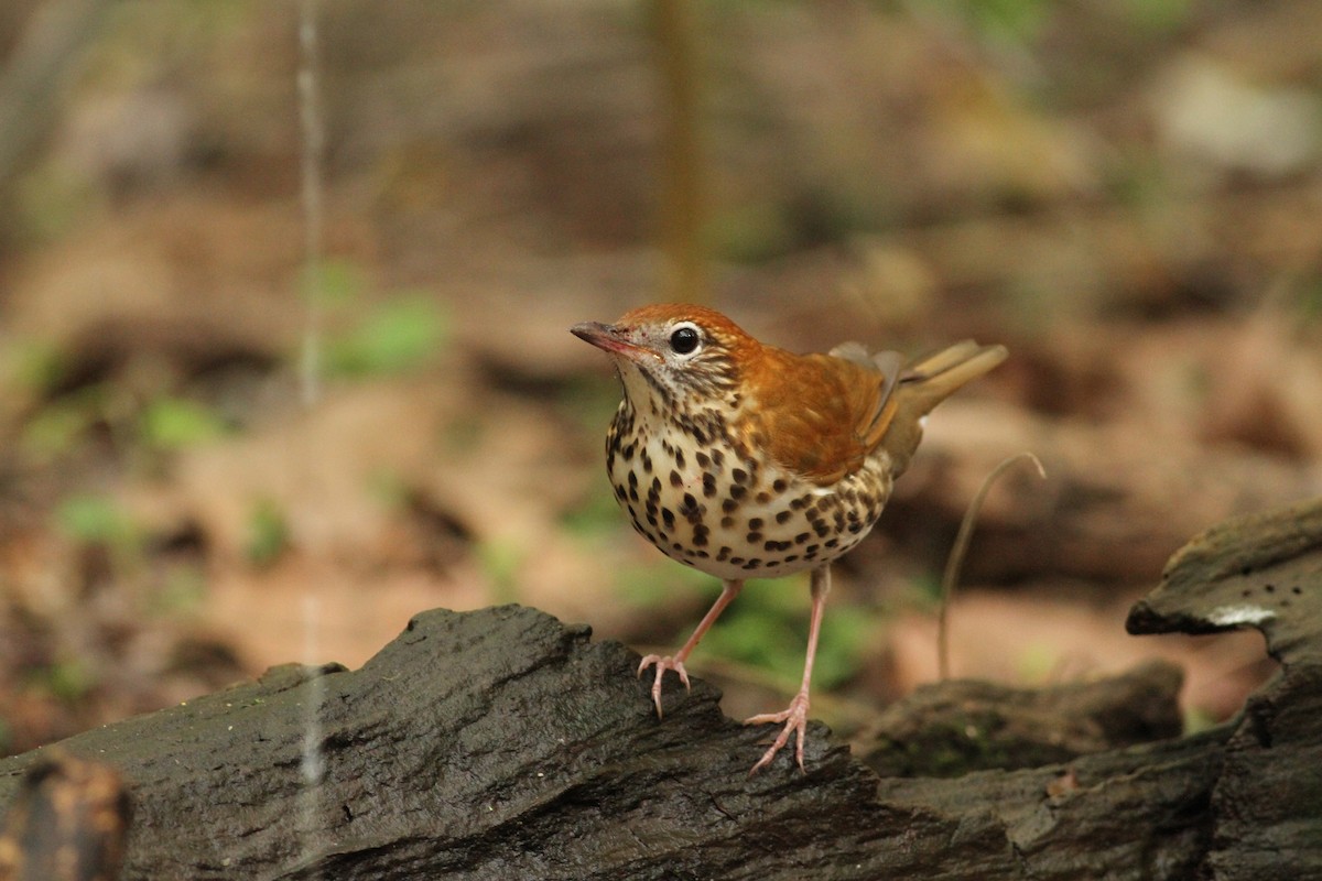 Wood Thrush - ML39613541