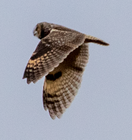 Long-eared Owl - ML396137261