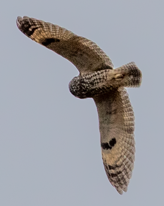 Long-eared Owl - ML396137281