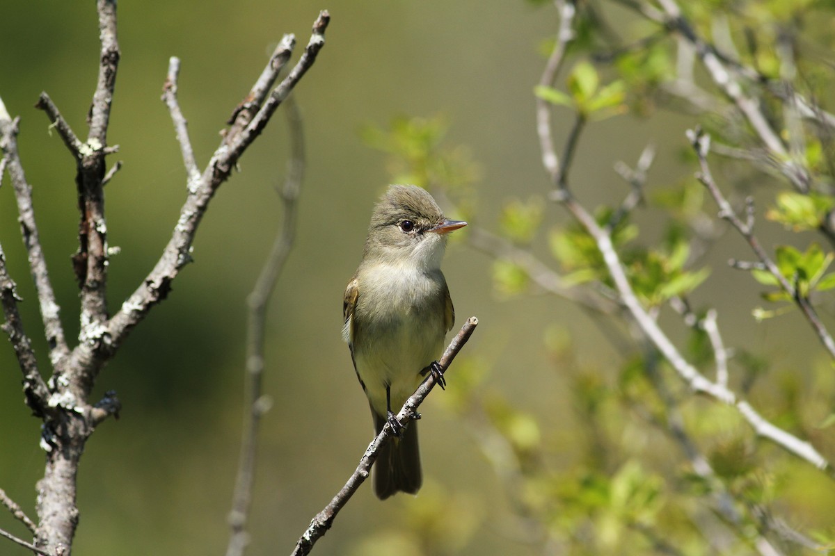 Alder Flycatcher - Luke Seitz
