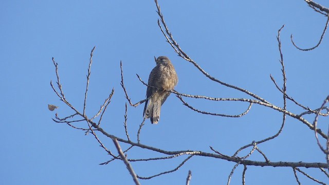 Eurasian Kestrel - ML396137751