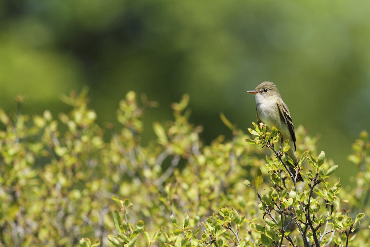 Alder Flycatcher - Luke Seitz