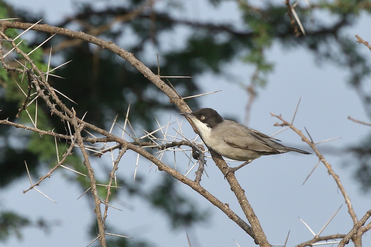 Eastern Orphean Warbler - ML396138901