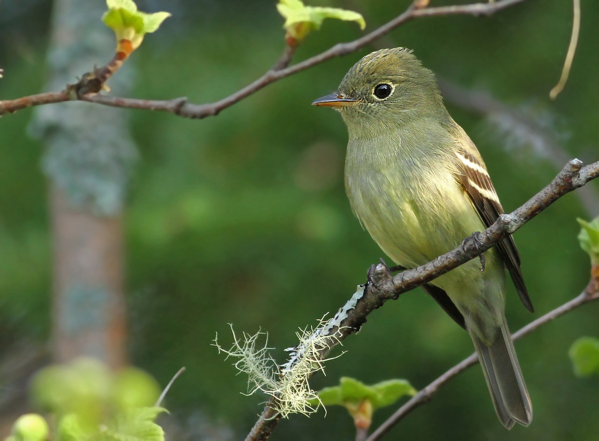 Yellow-bellied Flycatcher - Luke Seitz