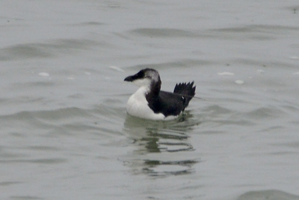 Razorbill - David Gersten