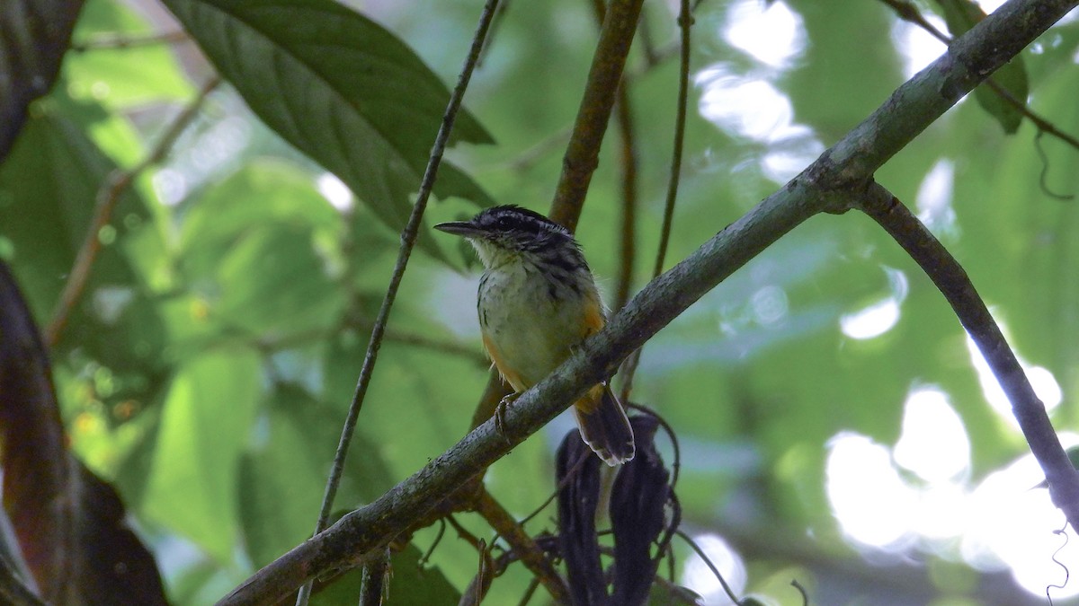 Peruvian Warbling-Antbird - ML396139711