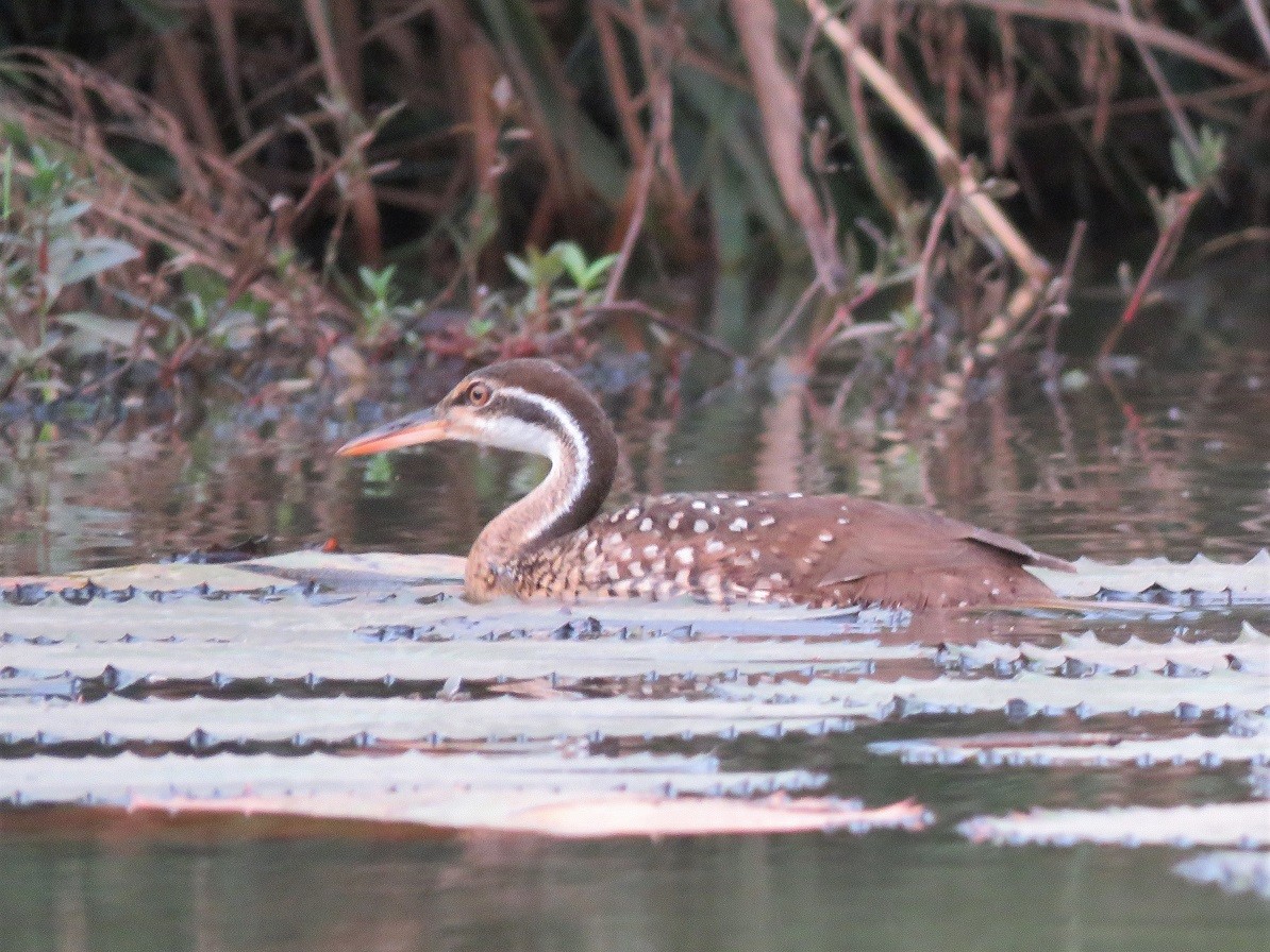 African Finfoot - ML396140651