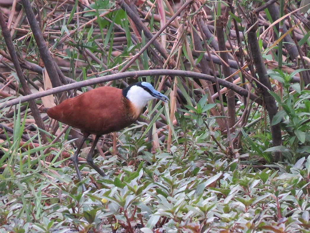 Jacana Africana - ML396140701