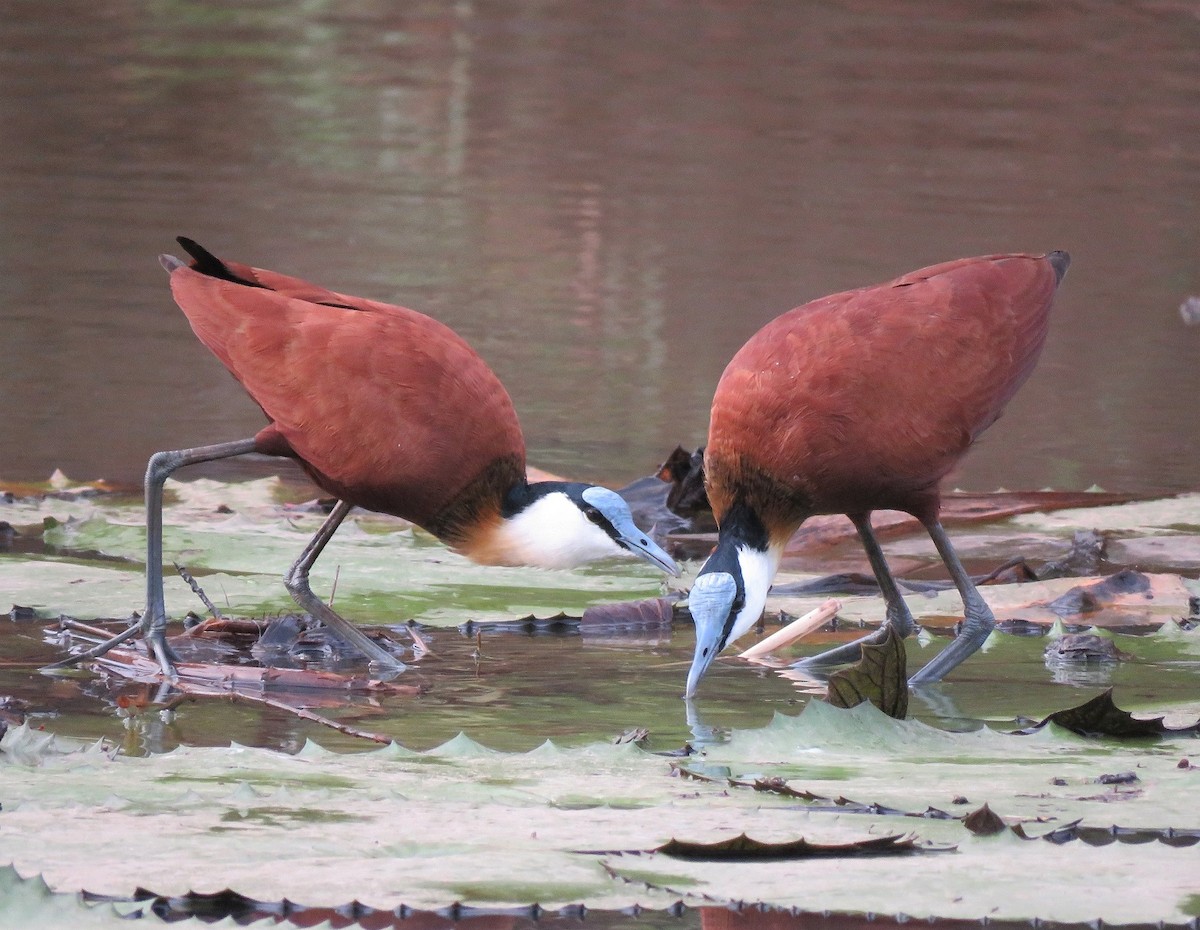 African Jacana - ML396140711