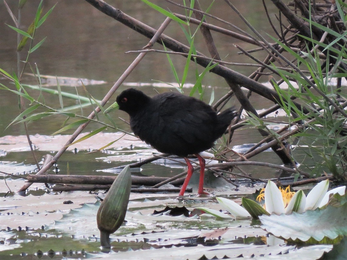 Polluela Negra Africana - ML396140801