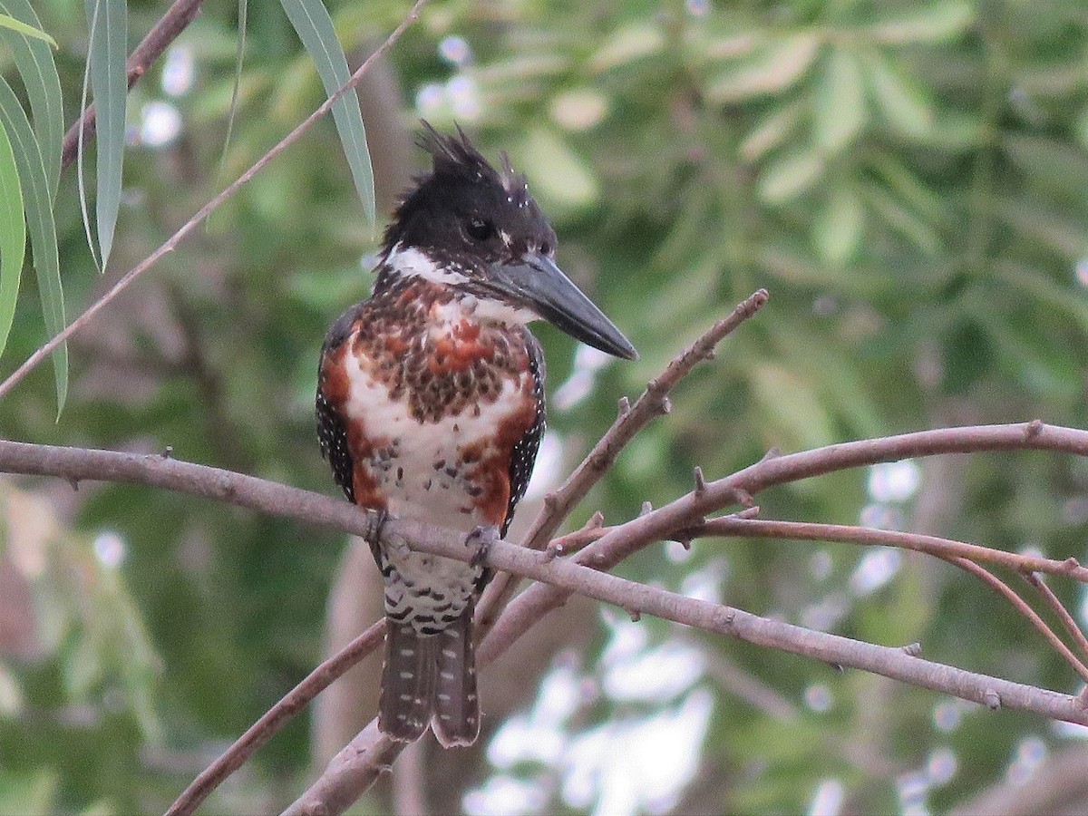 Giant Kingfisher - Bram Piot