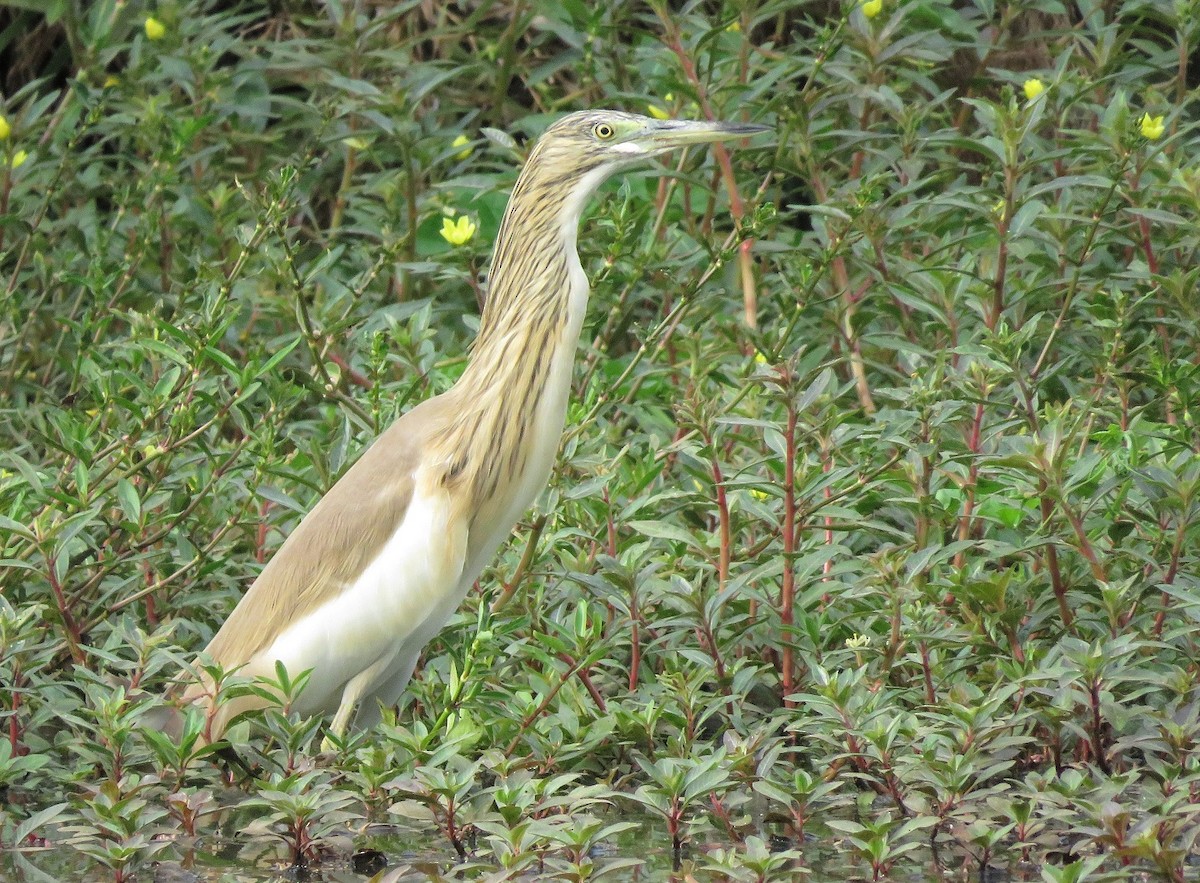 Squacco Heron - ML396140961