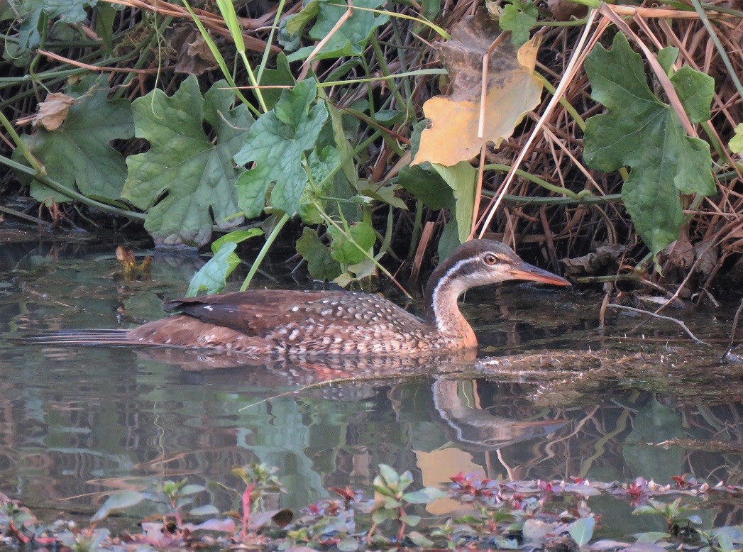 African Finfoot - ML396141731