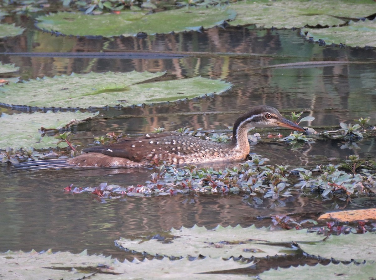 African Finfoot - ML396141741