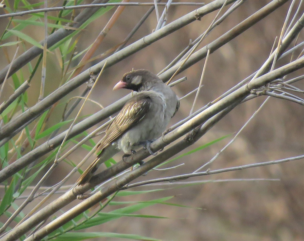 Greater Honeyguide - ML396141771