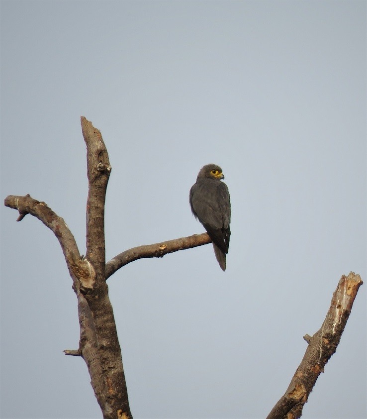 Gray Kestrel - ML396141831