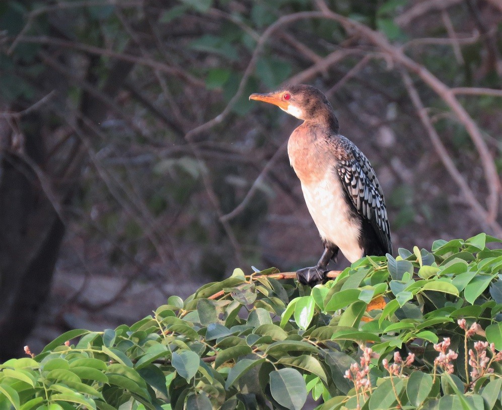 Long-tailed Cormorant - ML396141981