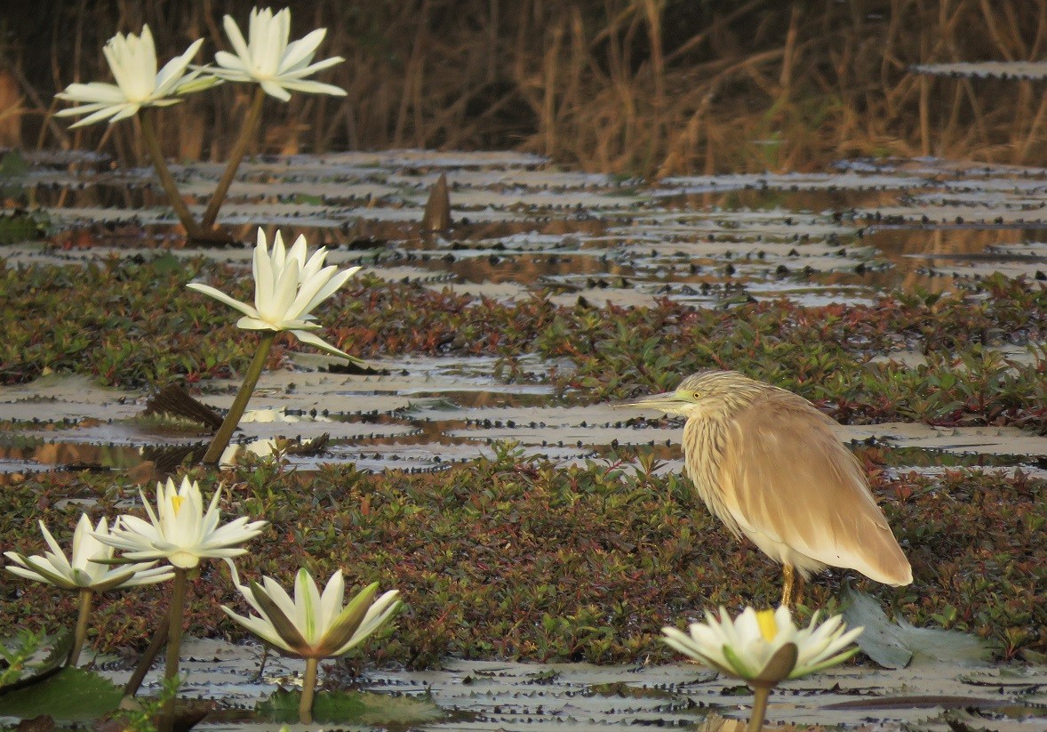 Squacco Heron - ML396142031