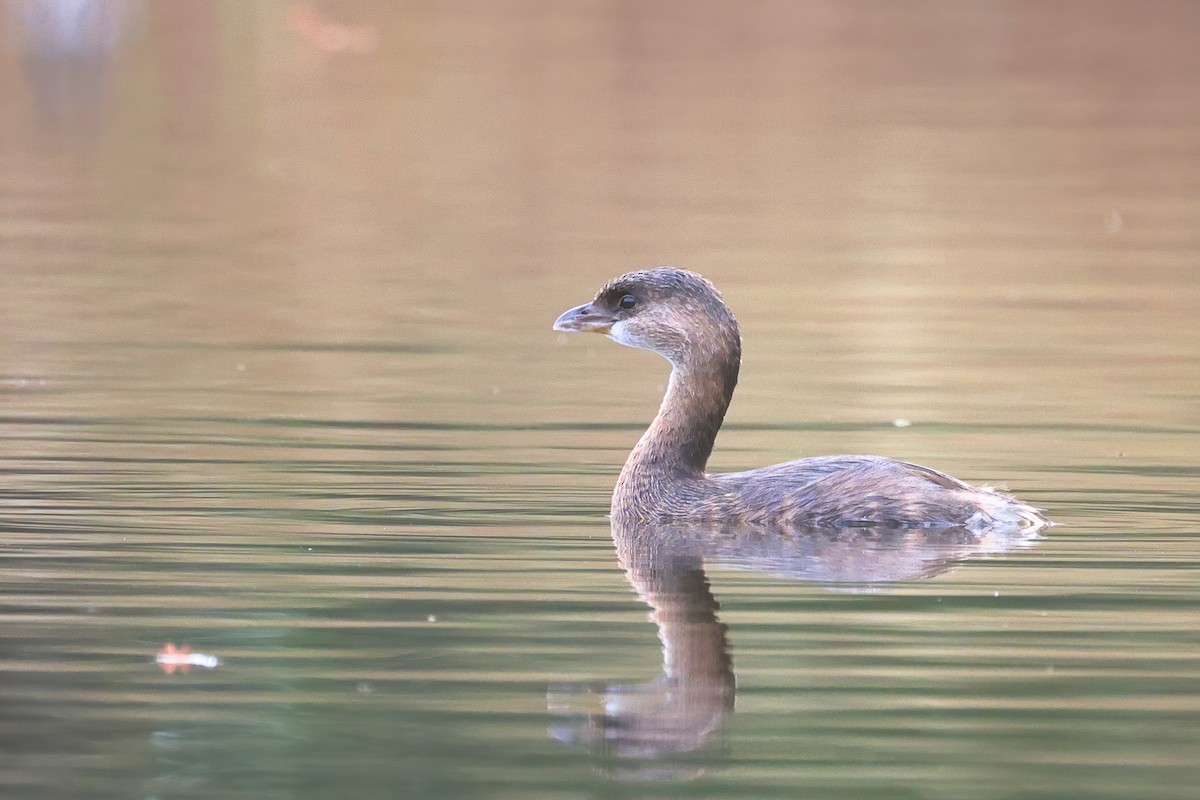 Pied-billed Grebe - ML396142251