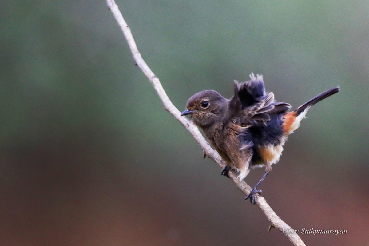 Pied Bushchat - ML396142651