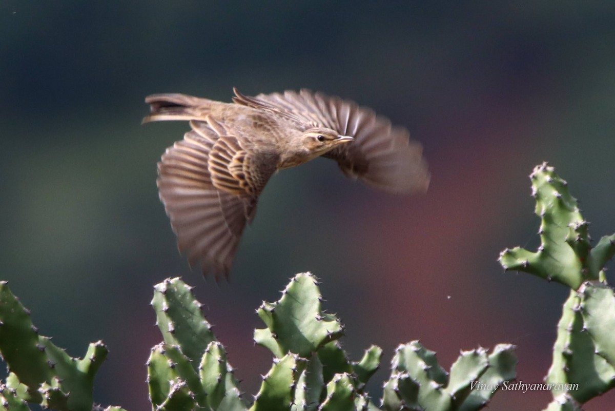 Long-billed Pipit - ML396142771