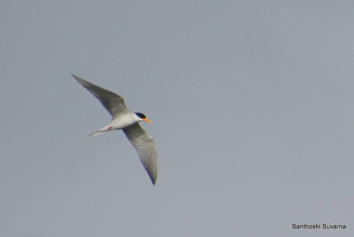 River Tern - ML396142931