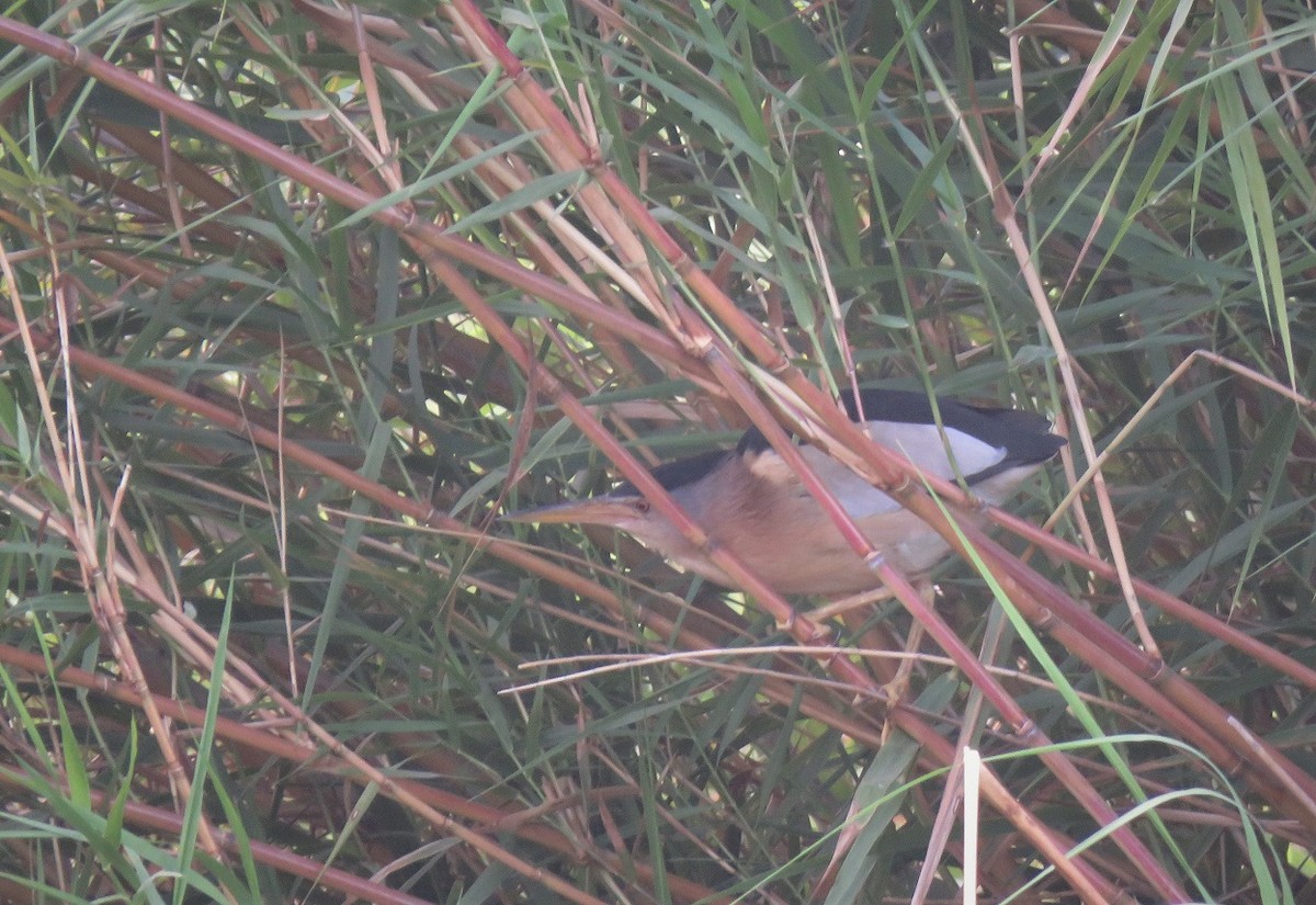 Little Bittern - ML396143391