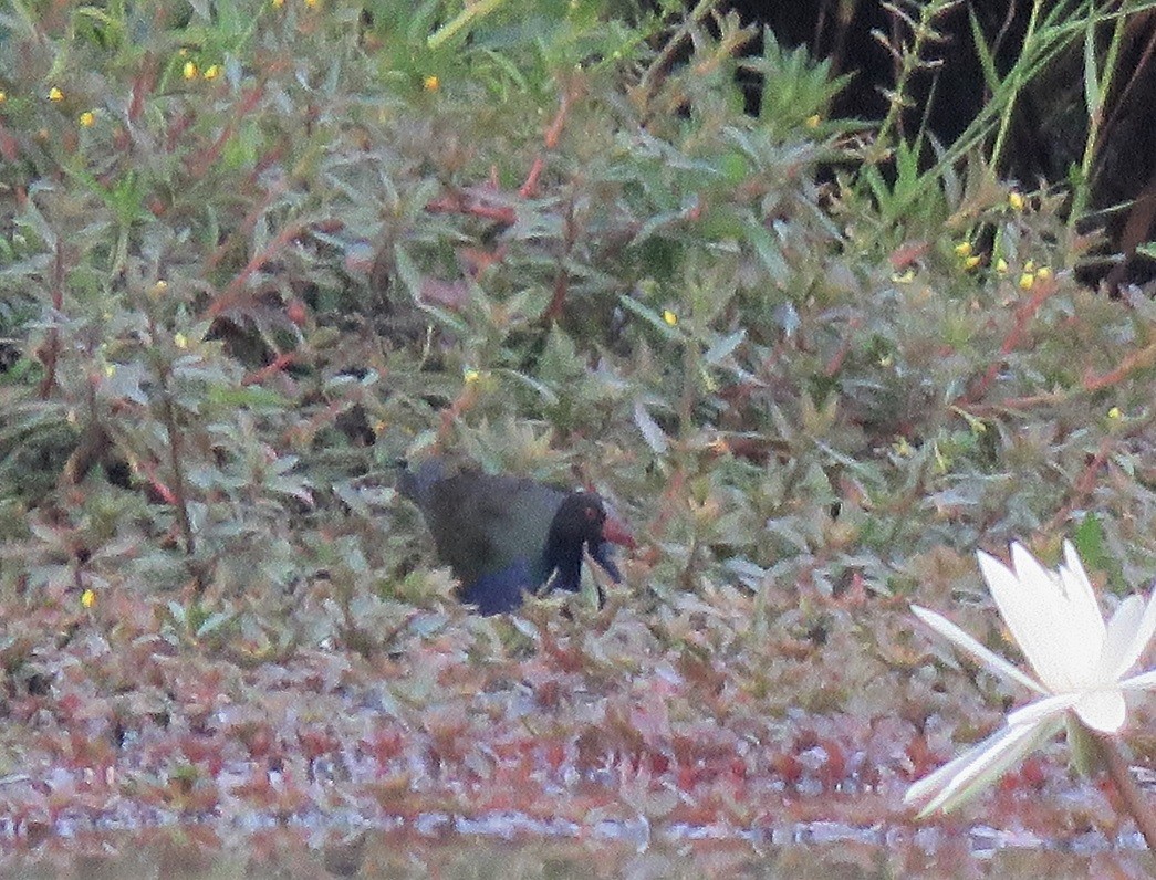 Allen's Gallinule - ML396143561