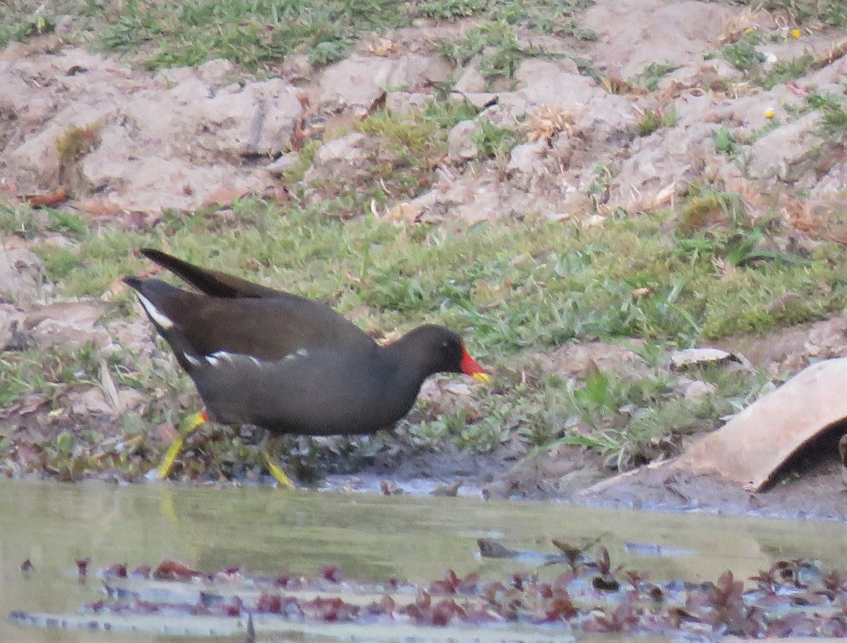 Eurasian Moorhen - ML396144261