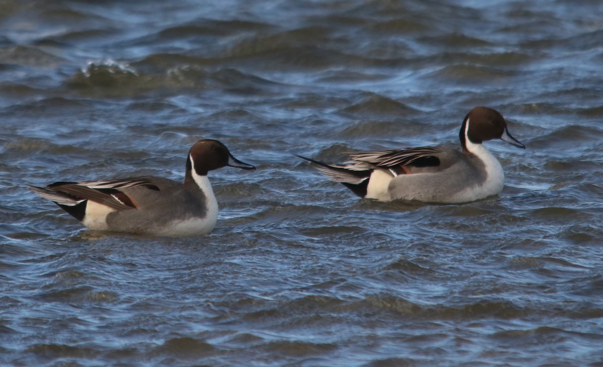 Northern Pintail - ML396145761