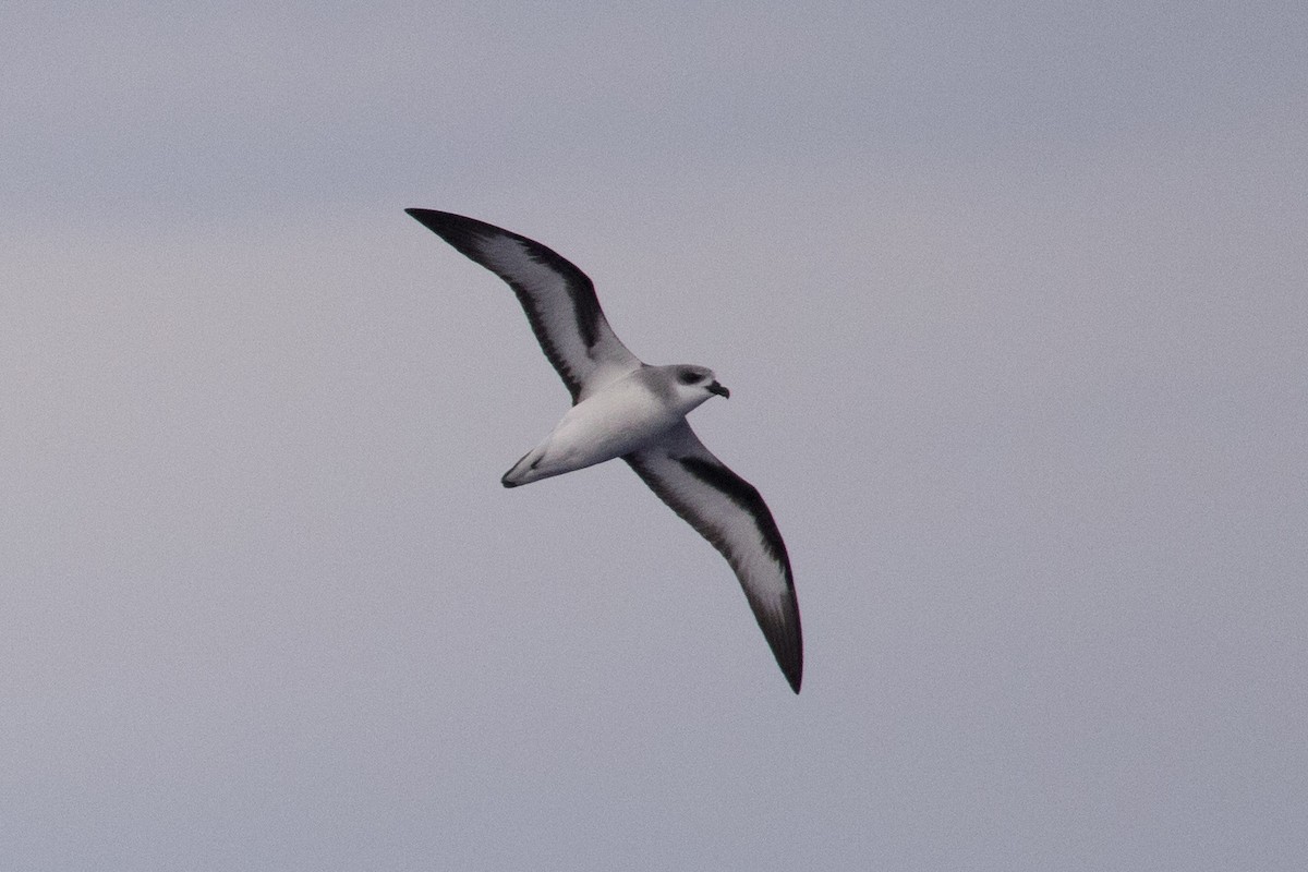 Black-winged Petrel - ML396146991