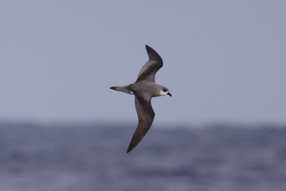 Black-winged Petrel - ML396147001