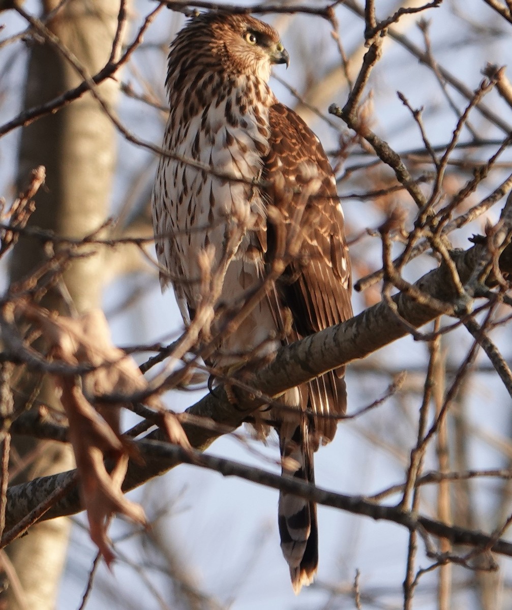 Cooper's Hawk - Paul  McPartland