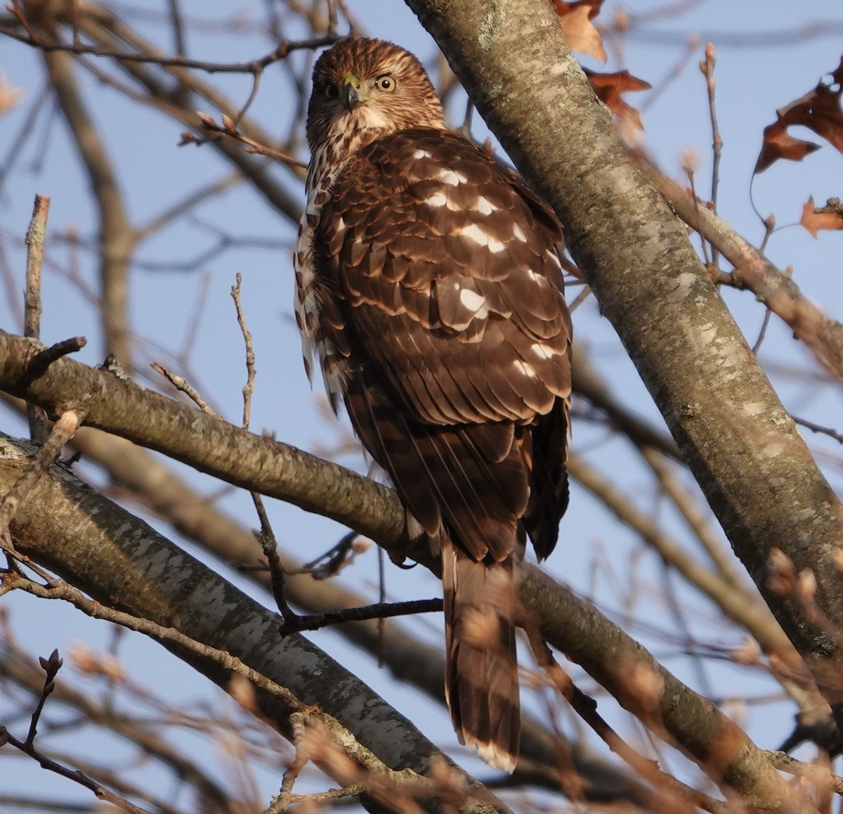 Cooper's Hawk - ML396147591