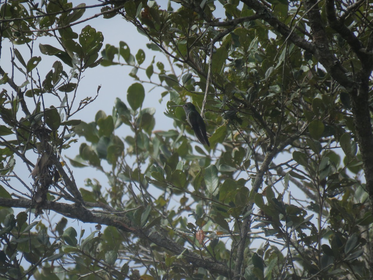 kolibřík honduraský - ML396147831