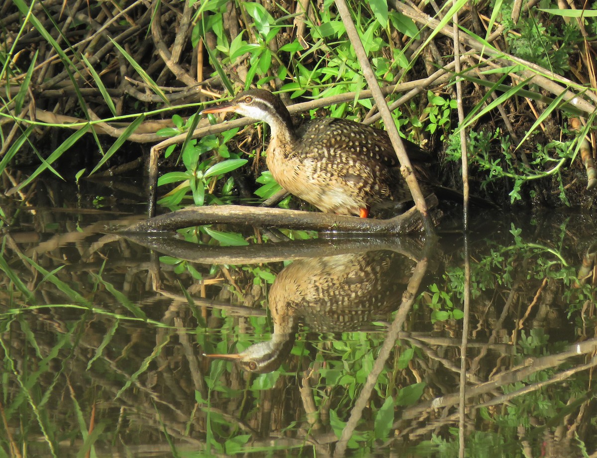 African Finfoot - ML396147881