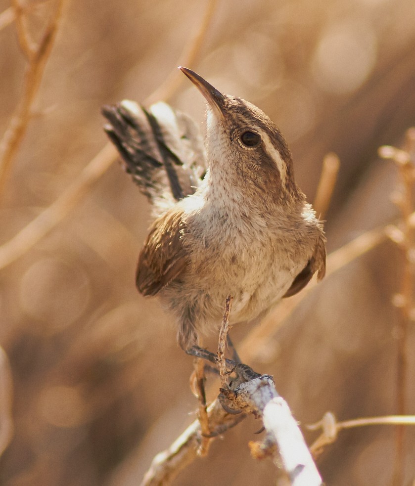 Bewick's Wren - ML396148031