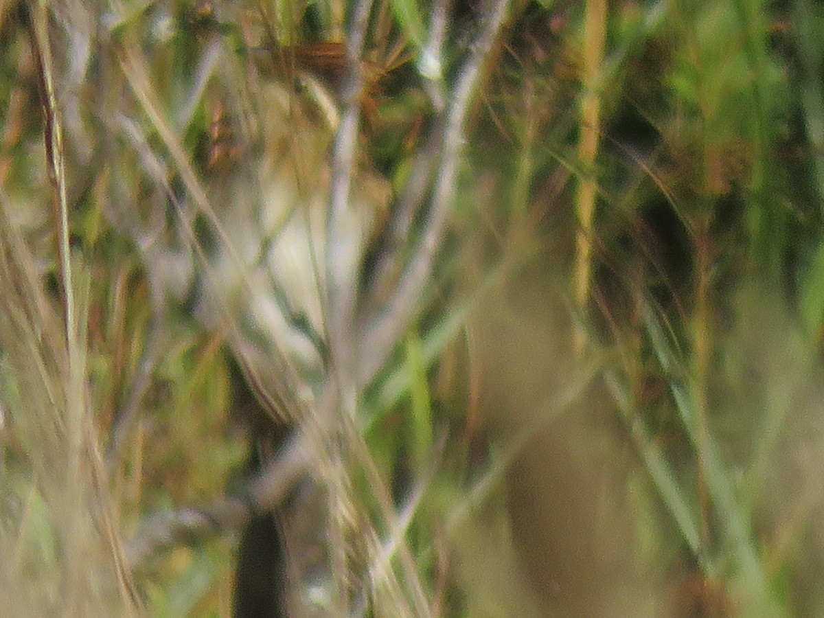 Striped Cuckoo - ML396148111