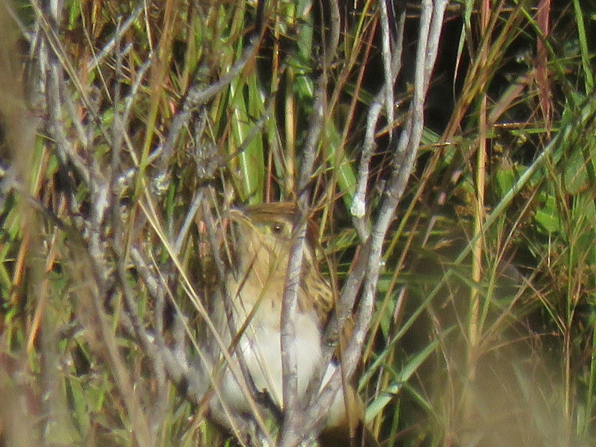 Striped Cuckoo - ML396148151