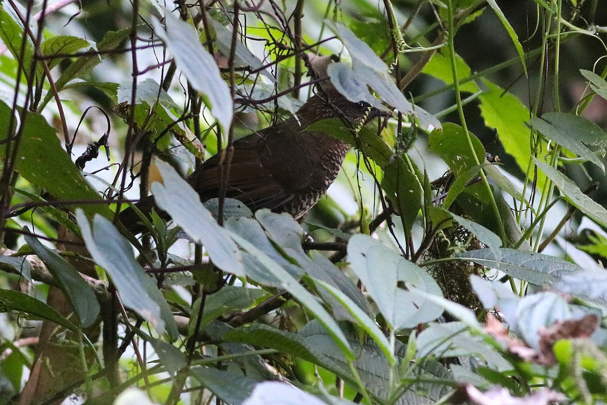Brown-capped Laughingthrush - ML396148461