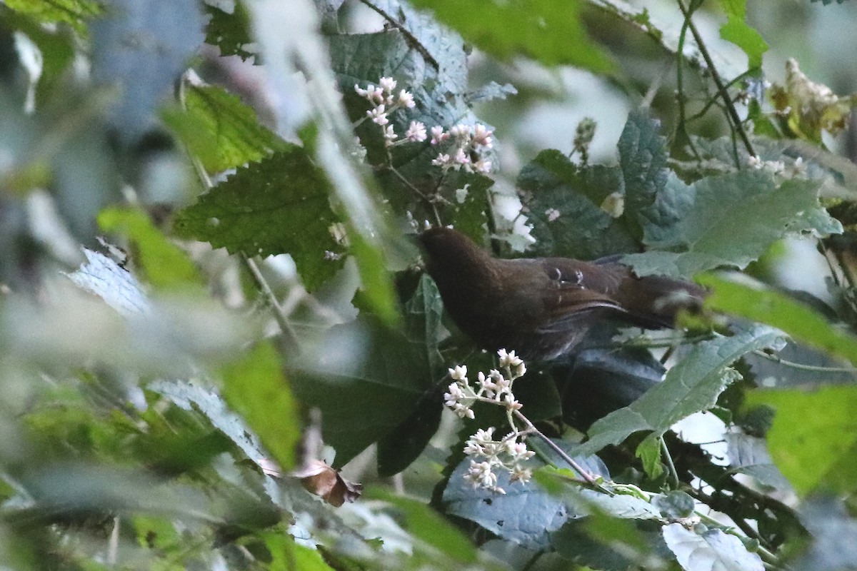 Brown-capped Laughingthrush - Dibyendu Ash